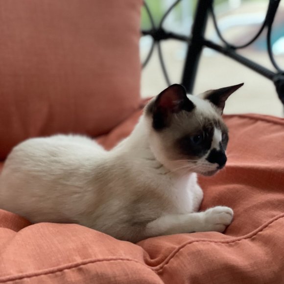 Meet your Posher, Stephanie - Picture 4 of 4